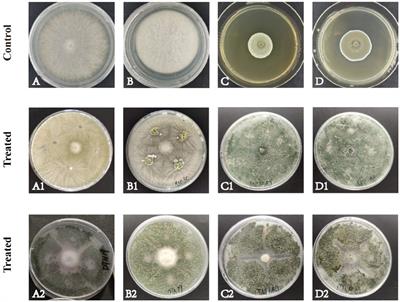 Antagonism of rhizosphere Trichoderma brevicompactum DTN19 against the pathogenic fungi causing corm rot in saffron (Crocus sativus L.) in vitro